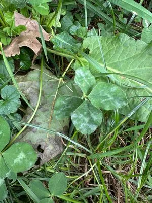 Nález #13605 – ZLÍN_JSVAHY-BUDOVATELSKÁ002