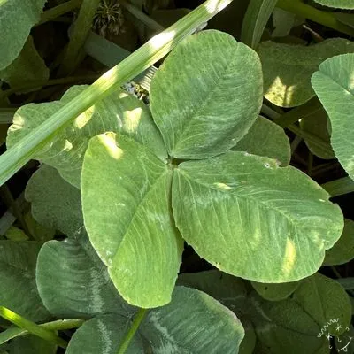 Find #12007