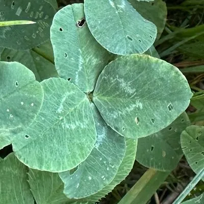 Nález #29283