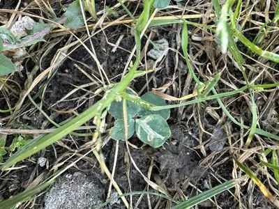 Nález #13616 – BRNO_ZVONAŘKA-ÚAN001