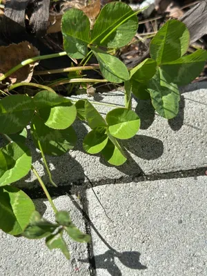 Nález #16937 – ZLÍN_JSVAHY-NSTR003