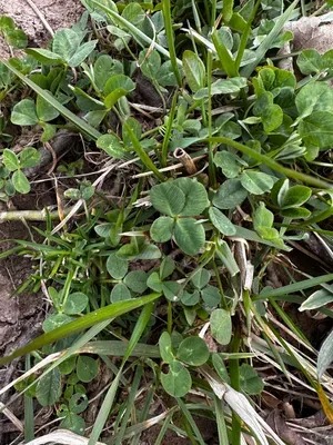 Nález #16213 – RATIBOŘ_POLE001b