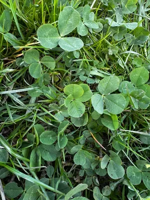 Nález #16329 – RATIBOŘ_POLE001f