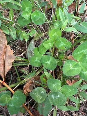 Nález #13601 – ZLÍN_JSVAHY-SLUNEČNÁ005