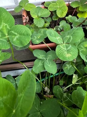 Anonymized find #15052