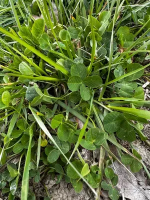 Nález #16439 – RATIBOŘ_POLE001d