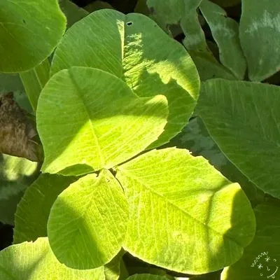 Find #10419