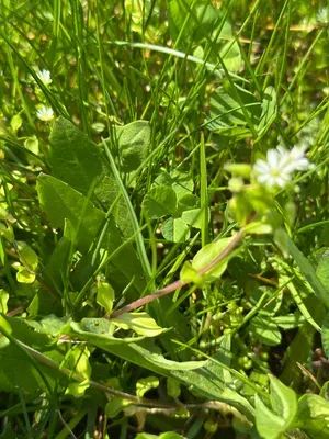 Nález #16902 – ZLÍN_JSVAHY-STŘEDOVÁ001