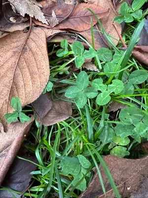 Nález #15741 – ZLÍN_JSVAHY-KŘIBY-P002