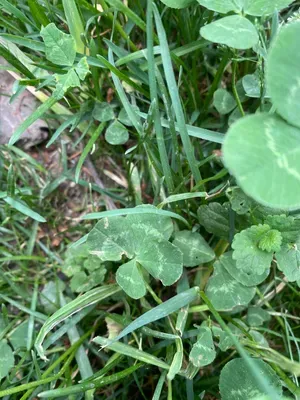 Nález #185 – ZLÍN_ČEPKOV001