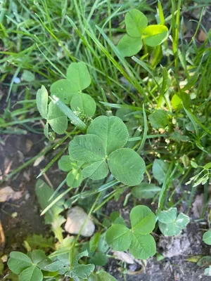 Nález #178 – ZLÍN_JSVAHY-SLUNEČNÁ006b