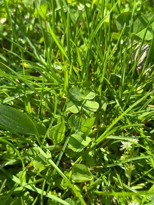 Nález #16904 – ZLÍN_JSVAHY-STŘEDOVÁ001