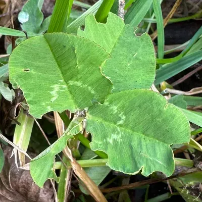 Nález #15420