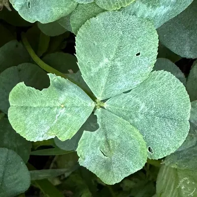 Find #12319