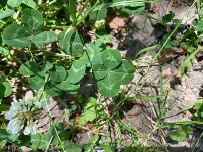 Nález #13 – ZLÍN_JSVAHY-NSTR000