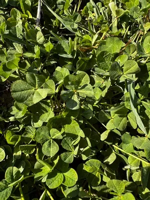 Nález #16325 – RATIBOŘ_POLE001f