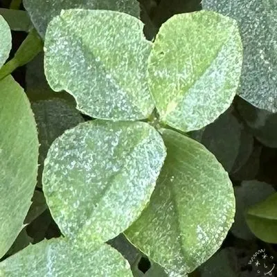 Nález #31178