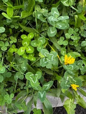 Nález #15143 – PRAHA_PODĚBRADSKÁ001