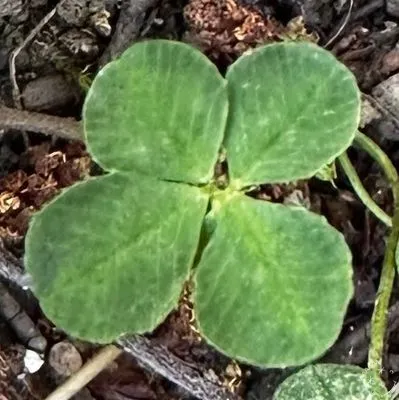 Anonymizovaný nález #18136