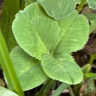 Nález #21042