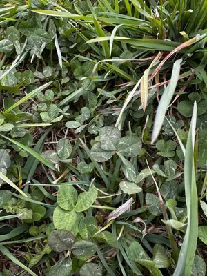 Nález #16636 – RATIBOŘ_POLE001g