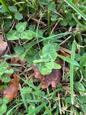 Nález #15267