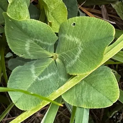 Nález #27272