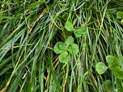 Nález #15084 – ZLÍN_BAŤŮVPARK001