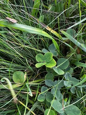 Nález #14435 – RATIBOŘ_POLE003