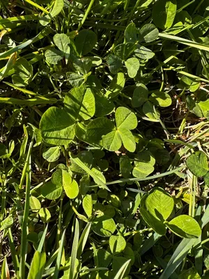 Nález #16324 – RATIBOŘ_POLE001f