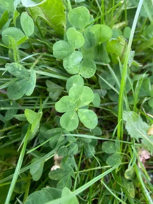 Nález #157 – DUBLIN_PINEROAD001