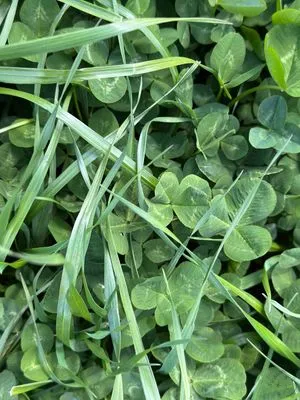 Nález #17368 – RATIBOŘ_POLE001e