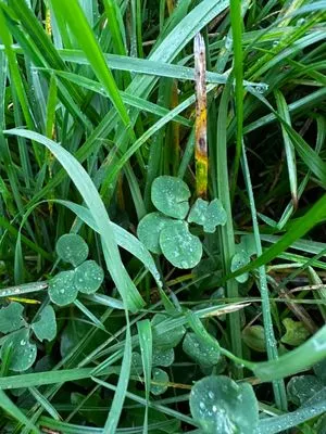 Nález #15080 – ZLÍN_BAŤŮVPARK001