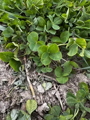 Nález #16434 – RATIBOŘ_POLE001c