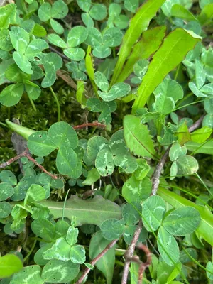 Nález #16932 – ZLÍN_JSVAHY-DRUŽSTEVNÍ001