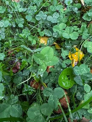 Nález #15059 – ZLÍN_JSVAHY-KŘIBY-V001