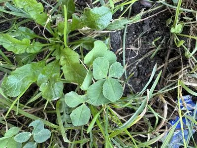 Nález #13617 – BRNO_ZVONAŘKA-ÚAN001