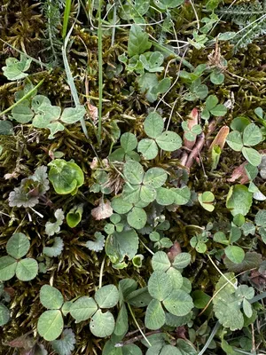 Nález #16644 – ZLÍN_JSVAHY-DRUŽSTEVNÍ001