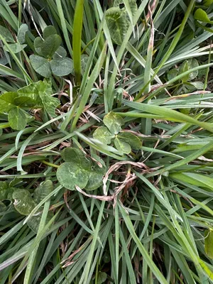 Nález #16635 – RATIBOŘ_POLE001g