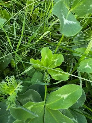 Nález #15149 – PRAHA_PODĚBRADSKÁ001