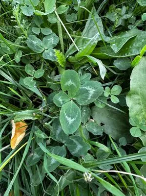 Nález #15150 – PRAHA_PODĚBRADSKÁ001