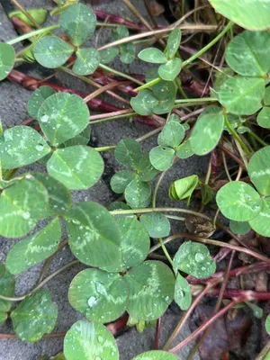 Nález #16929 – ZLÍN_JSVAHY-NSTR003