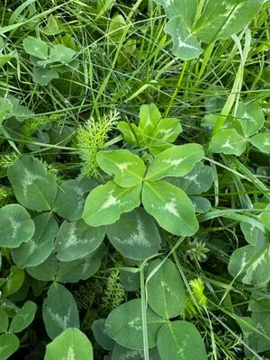 Nález #15147 – PRAHA_PODĚBRADSKÁ001