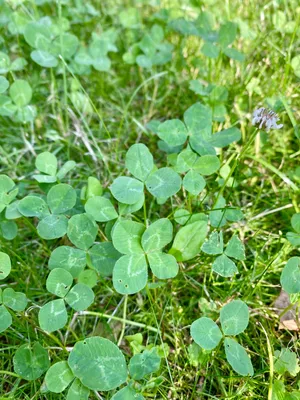 Nález č. 15 – Před hlavním vchodem U5 za lavečkama