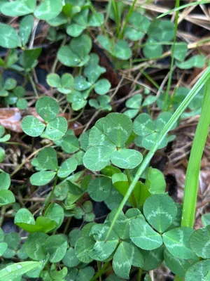 Nález #16923 – ZLÍN_JSVAHY-NSTR003