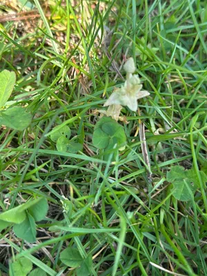 Nález #16906 – ZLÍN_JSVAHY-STŘEDOVÁ001