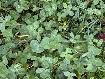 Nález #15491 – ZLÍN_HLUBOKÁ001