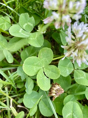 Nález č. 14 – Křiby nahoře zkratka od chodníku k zastávce