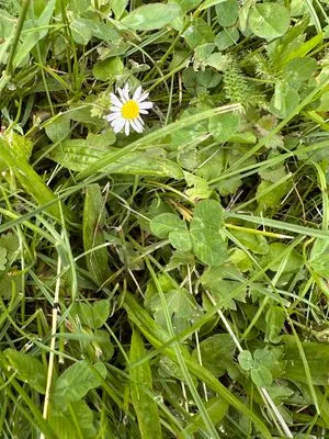 Find #21431 – SEHRADICE_GulášFest003