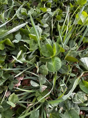 Nález #16427 – RATIBOŘ_POLE001c